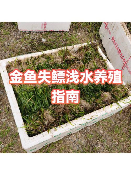 金鱼喜欢深水还是浅水缩略图
