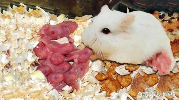 母仓鼠怀孕后几天会生崽
