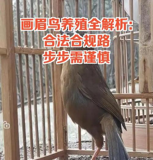 一般养几只画眉比较好图标