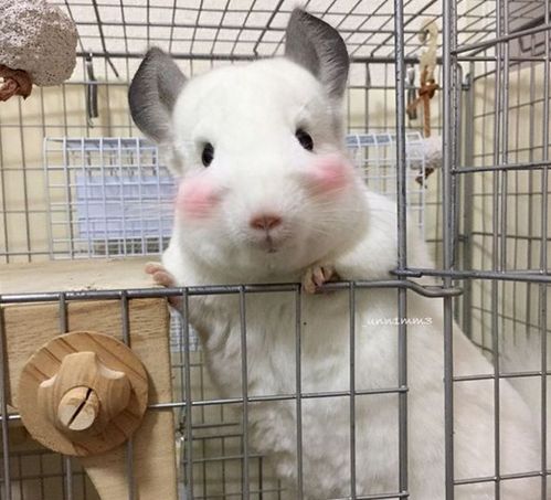 萌宠短视频缩略图