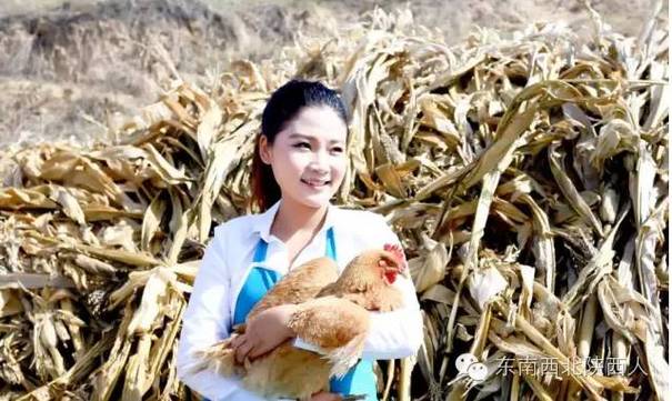养鸡专业户高琳 视频截图