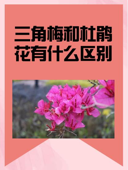 杜鹃花什么生肖缩略图
