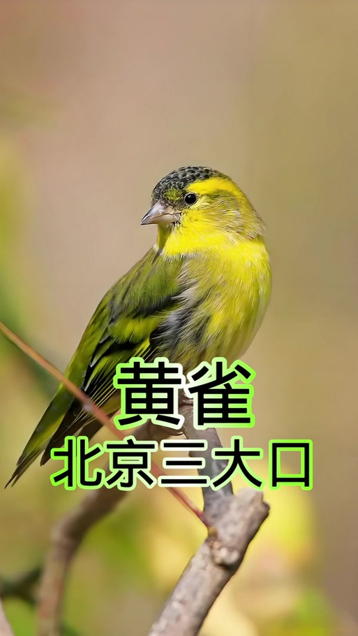 黄雀鸟叫声大全mp3播放截图
