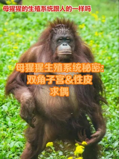 雌猩猩的生殖长什么样截图