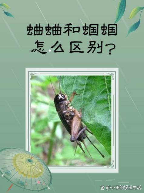蛐蛐是蝈蝈是蟋蟀吗