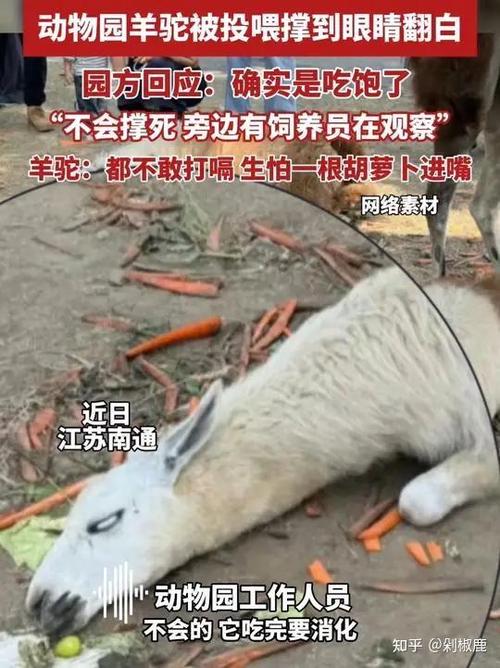羊驼吐口水会减少它的寿命吗