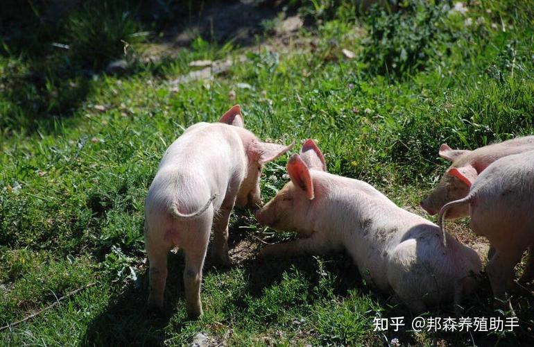 蓝牙耳机两只如何配对缩略图