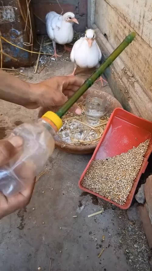 鸽子不吃食的解决方法截图