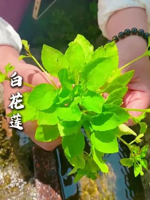 青莲草药材图片缩略图