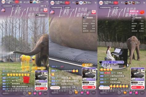 大象直播 ios版图标