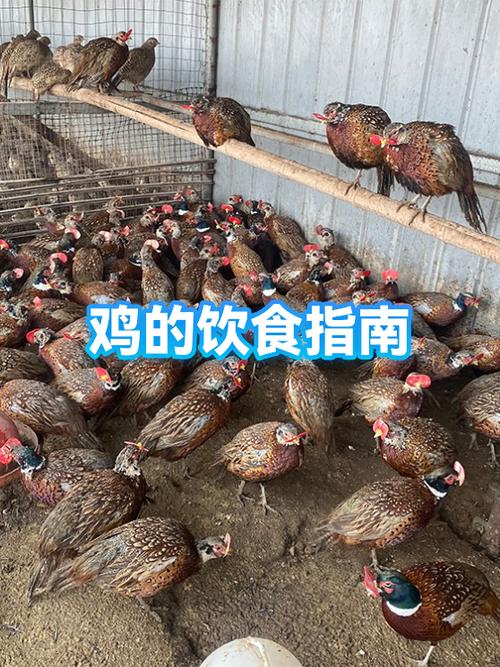 矿鸡联盟