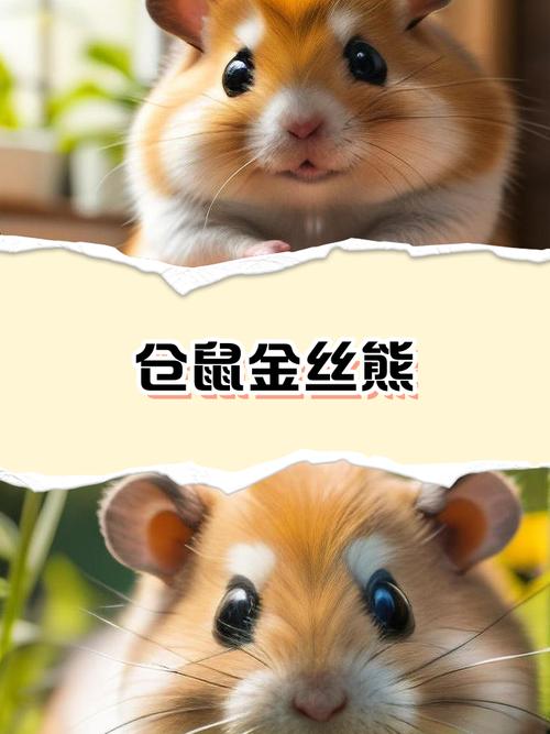 金丝熊不吃饭能活几天
