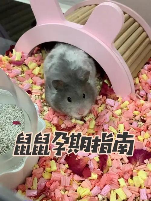 小仓鼠怀孕的特征