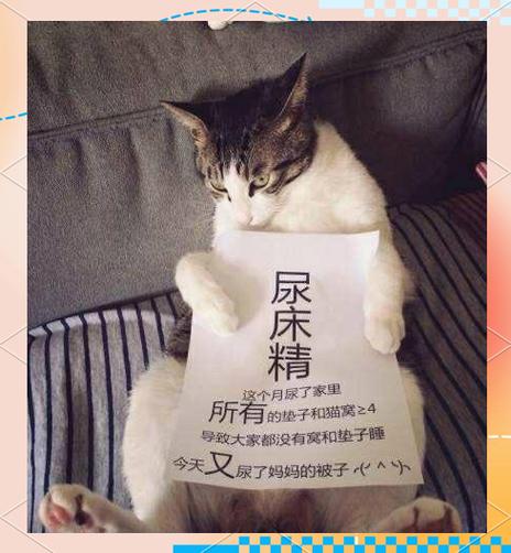 急猫猫app图标