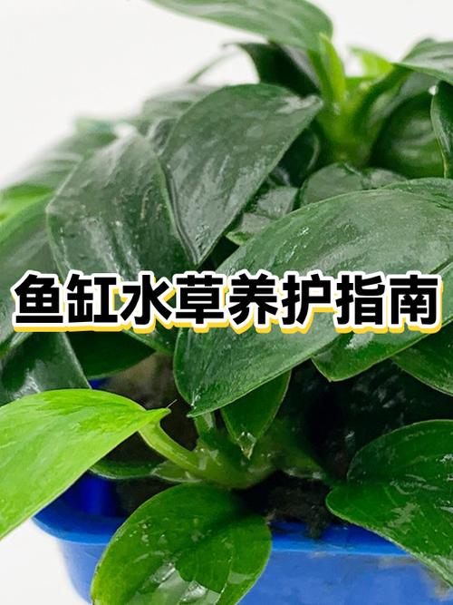 鱼缸底部铺细沙好吗游戏截图