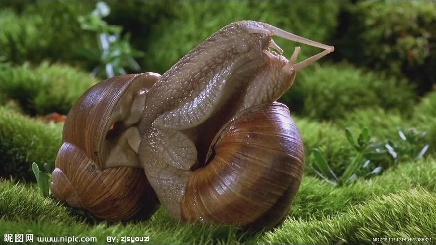 蜗牛视频 下载