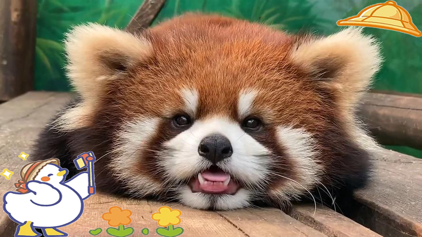 小熊猫专属超自然下载缩略图