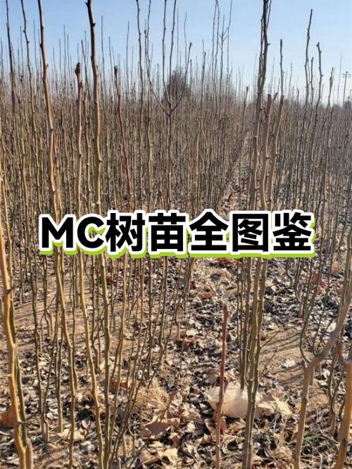 mc植物生长条件截图