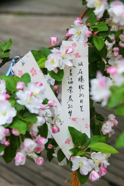 海棠文化app图标