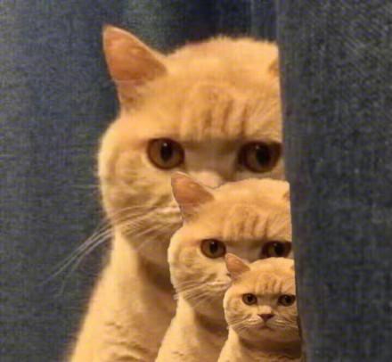 橘猫偷看表情包图标