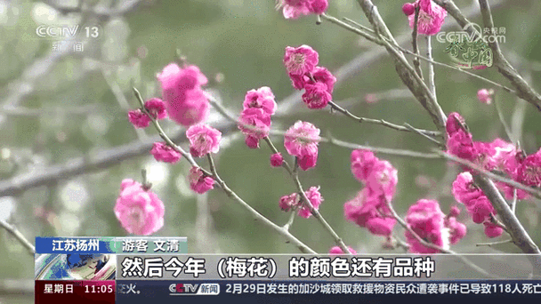 梅花视频app改名了叫什么名字