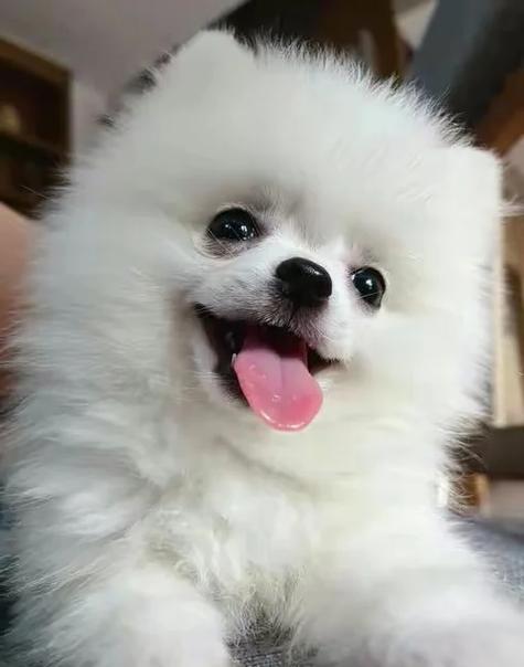小狗为什么吐舌头