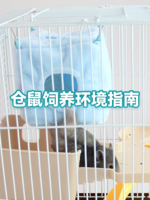 正确养仓鼠的方法