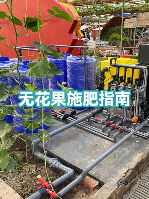 10亩无花果收入