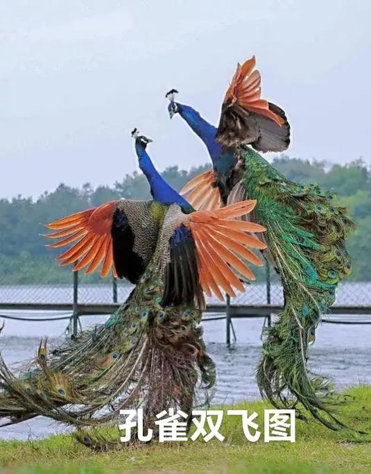 抓拍鸟的一瞬间的心情图标