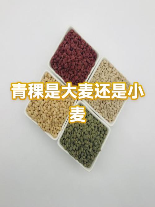 青稞就是大麦吗?