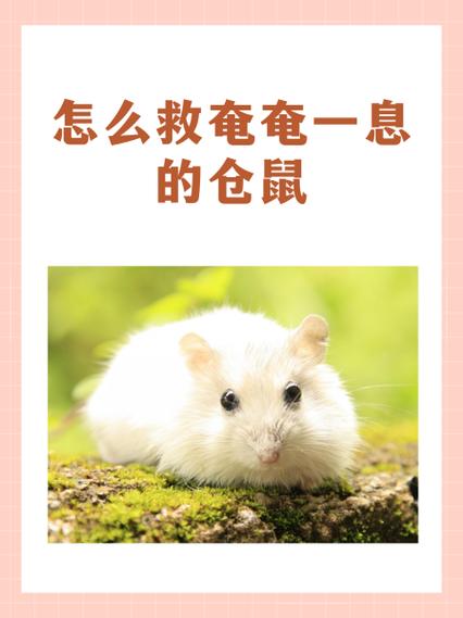 仓鼠被吓死了能救吗缩略图