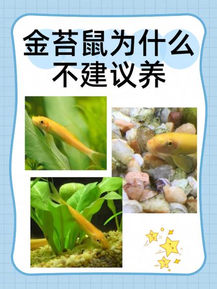 养鼠赚钱app图标