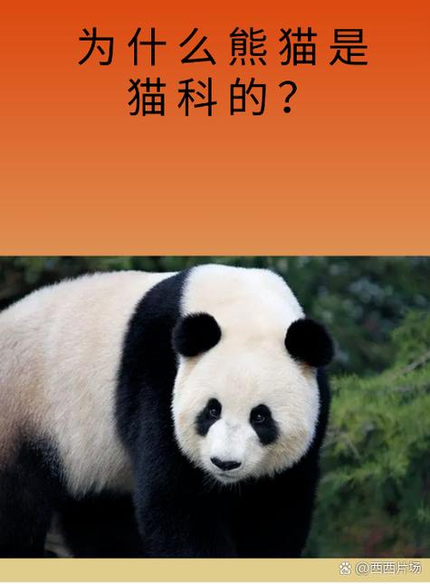 大熊猫是熊还是猫