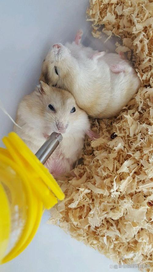 家里可以养仓鼠吗