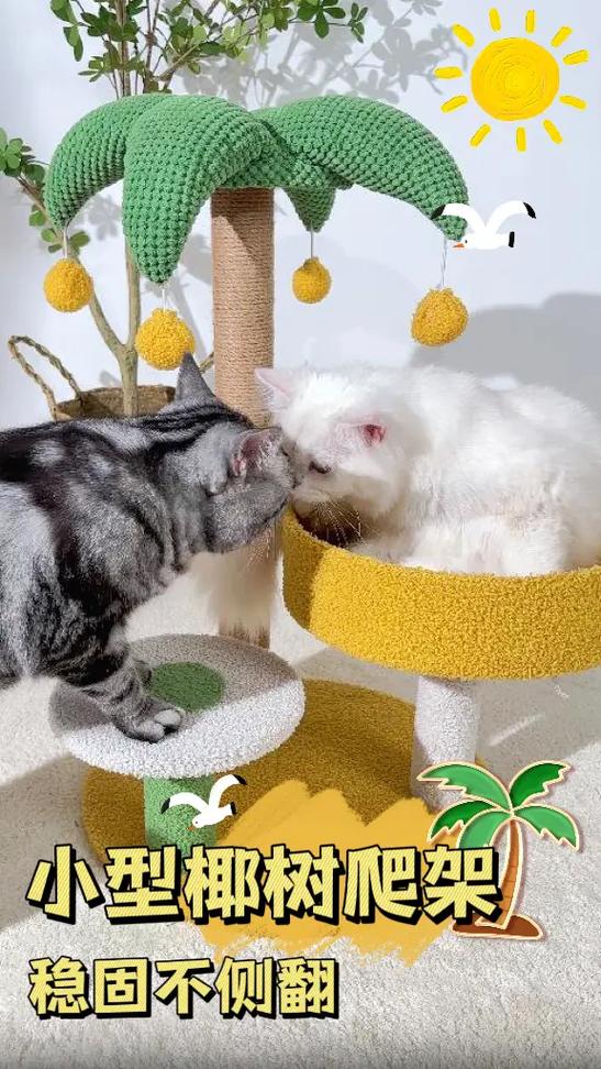 猫咪喜欢跟你玩意味着什么截图