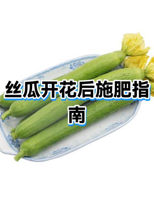 丝瓜最好的肥料缩略图