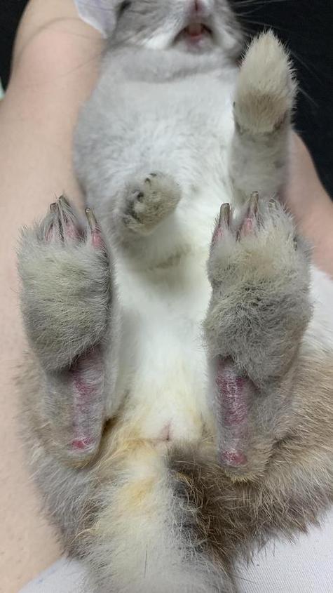 兔爪和猫爪区别图