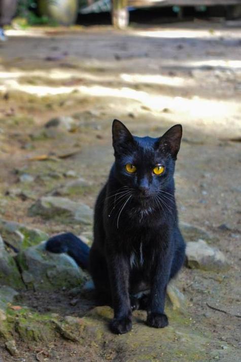 黑猫一般人不敢养的原因