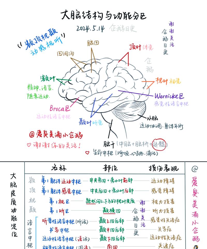 脑叶1-5级分级标准图截图