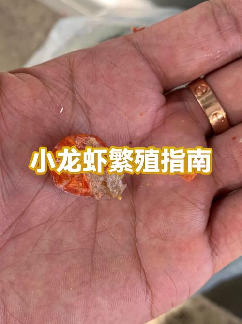 世界农场多久繁殖一只小龙虾