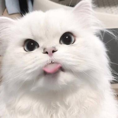 猫咪头像可爱图标