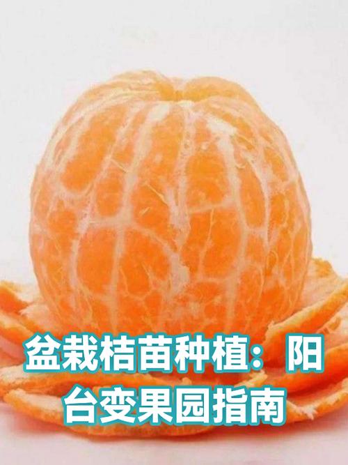 一个果园一年的收入缩略图