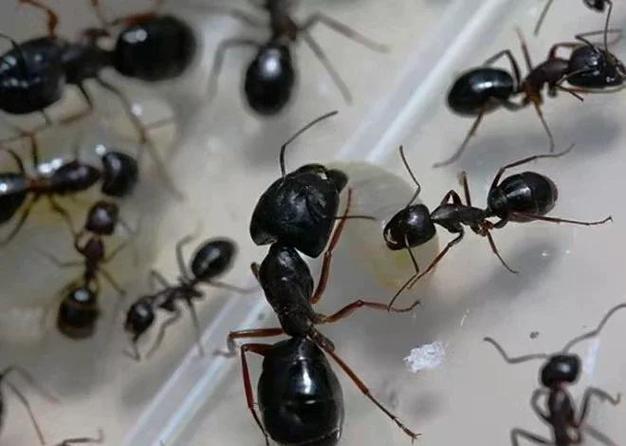 家里有蚂蚁怎么办能除根图标