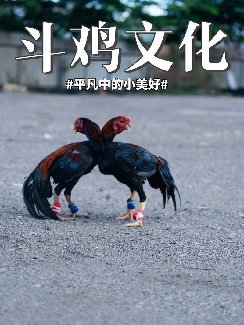 多米TV免费直播