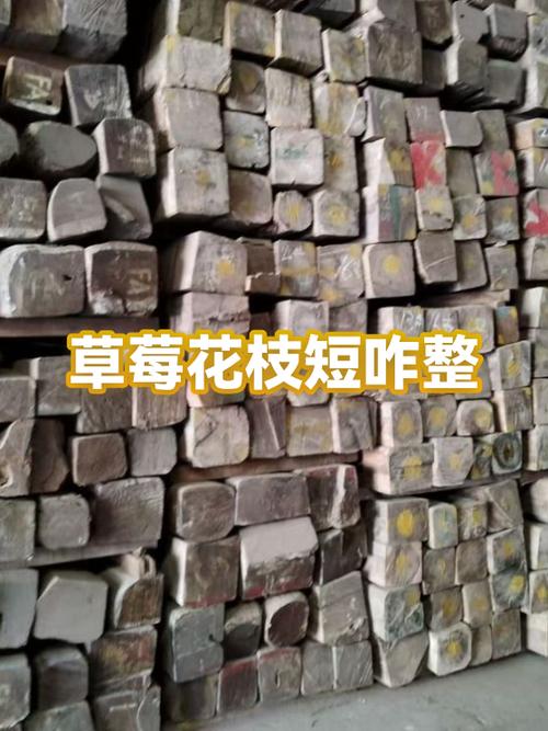 草莓 短