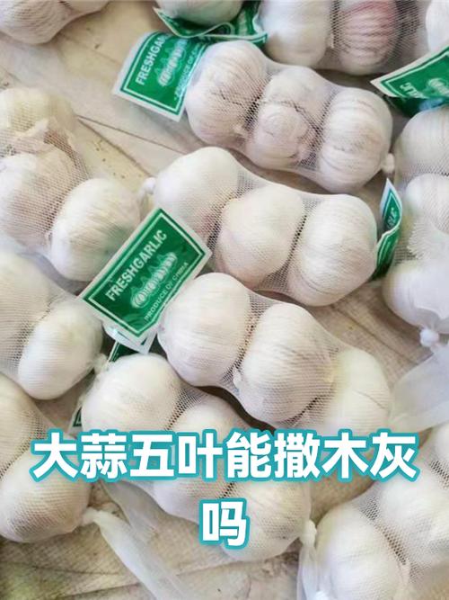 大蒜撒木灰的害处截图