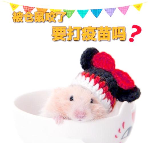 仓鼠为什么喜欢咬自己的毛图标