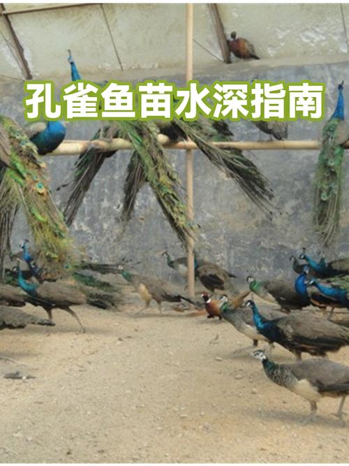 孔雀鱼深水还是浅水缩略图
