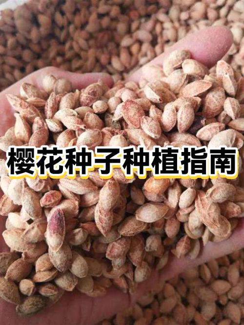 樱花几月栽种成活高