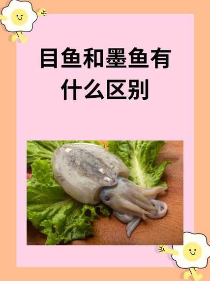 墨鱼是目鱼吗截图